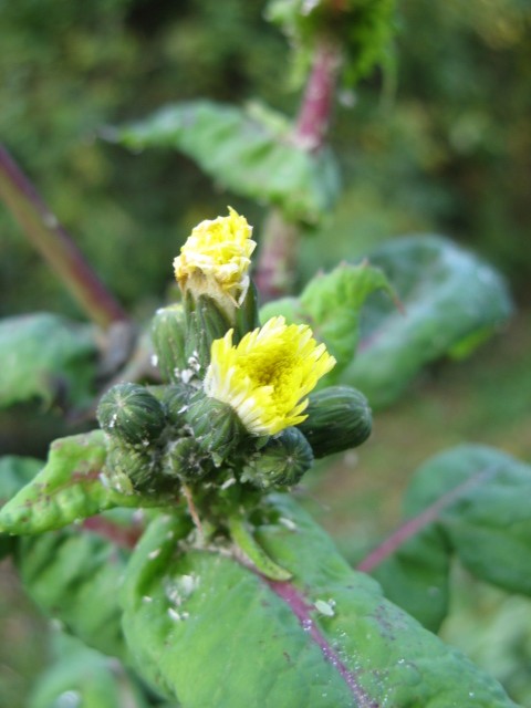 Sonchus oleraceus / Grespino comune