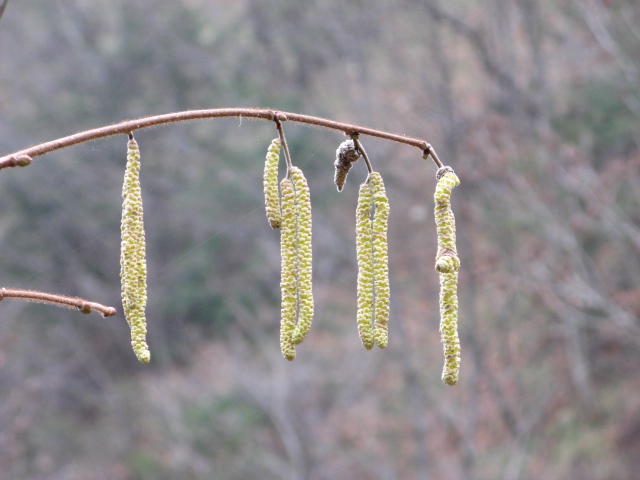 Corylus avellana / Nocciolo