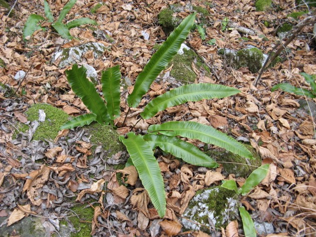 Asplenium scolopendrium / Lingua cervina