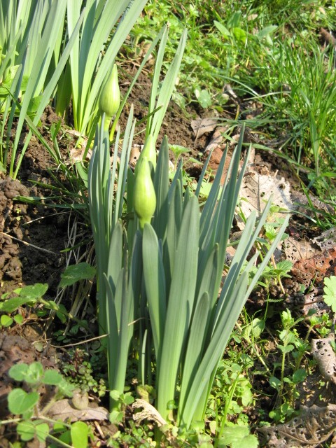 cosa diventer? Narciso!