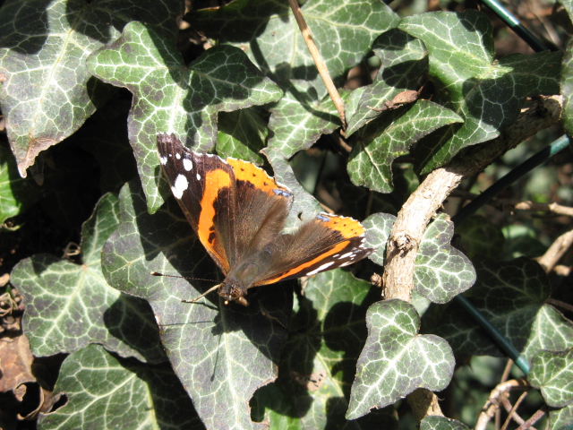 Vanessa atalanta