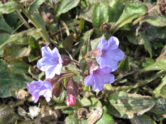 Pulmonaria officinalis / Polmonaria maggiore