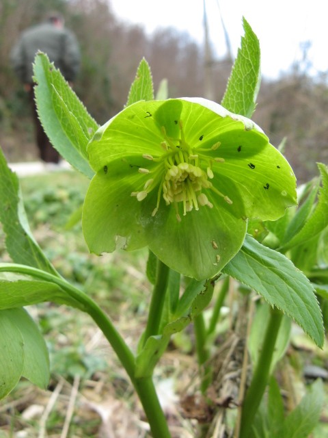 Helleborus viridis / Elleboro verde