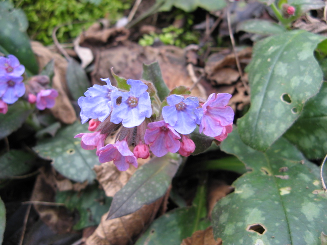 Pulmonaria officinalis / Polmonaria maggiore