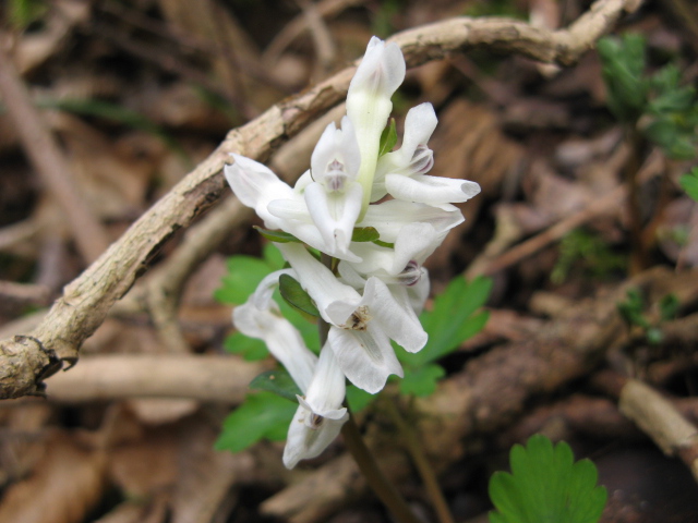 Corydalis cava / Colombina cava