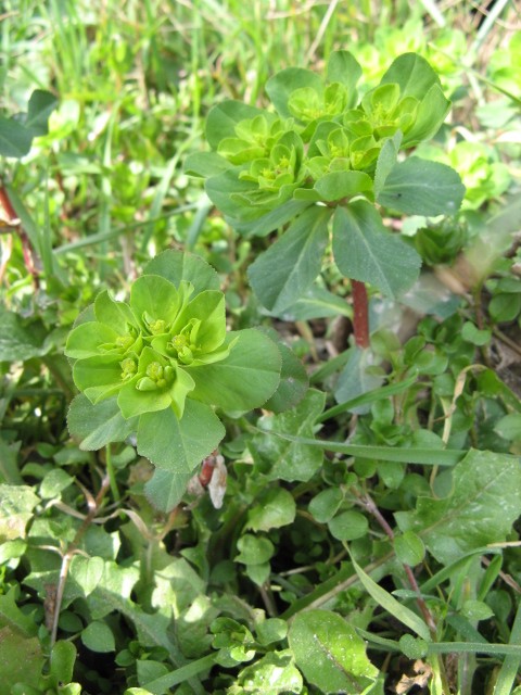 Euphorbia helioscopia / Euforbia calenzuola