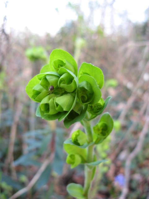 Euphorbia amygdaloides / Euforbia delle faggete