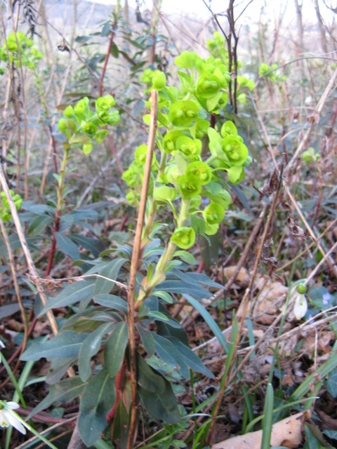 Euphorbia amygdaloides / Euforbia delle faggete