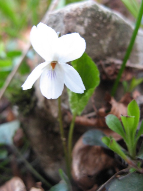 Viola alba