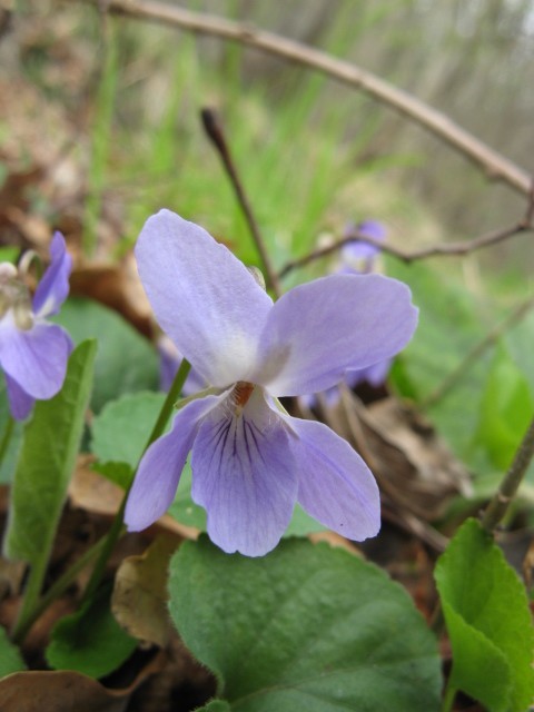 Viola riviniana / Viola di Rivinus