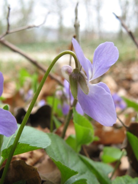 Viola riviniana / Viola di Rivinus