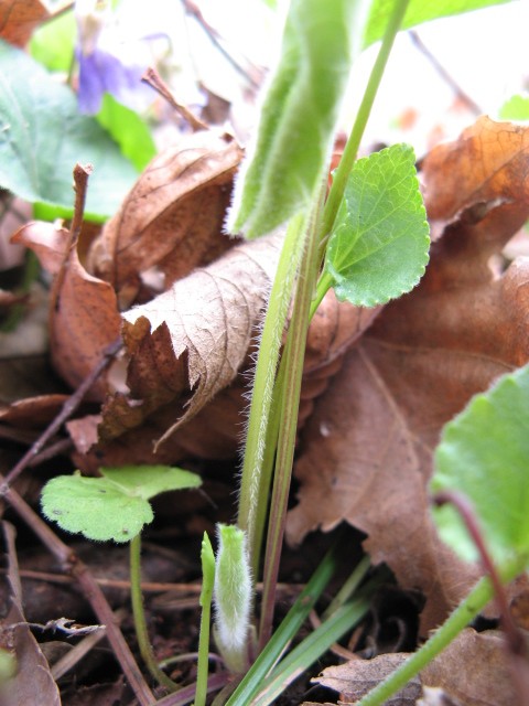 Viola riviniana / Viola di Rivinus