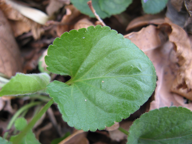 Viola riviniana / Viola di Rivinus