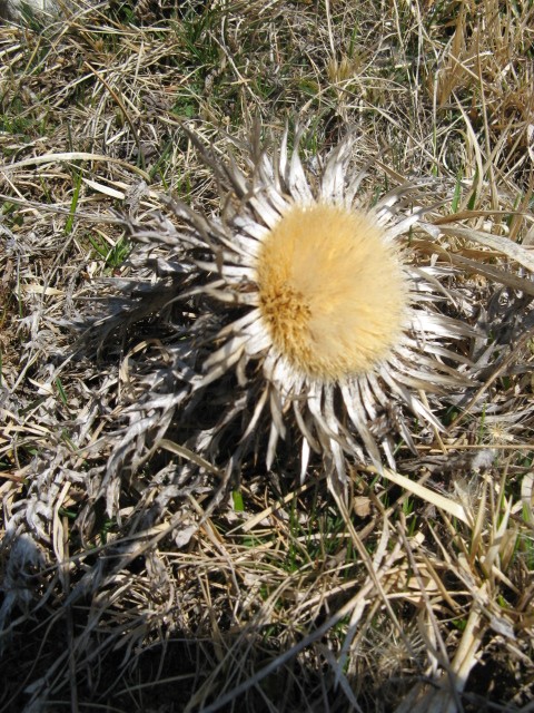 Carlina acaulis