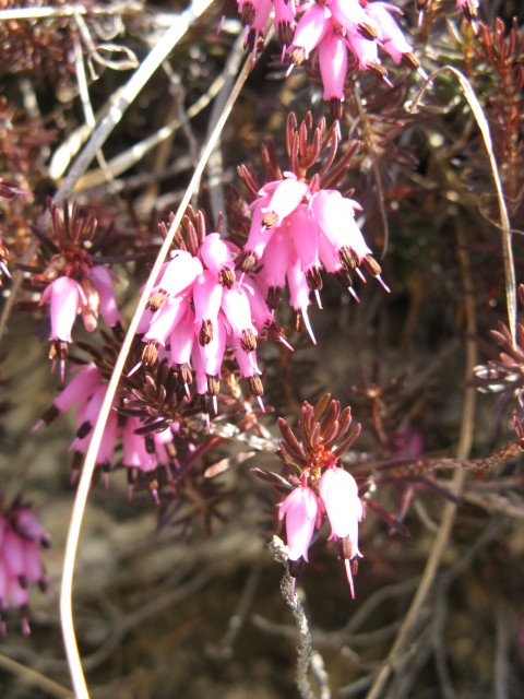 Erica carnea / Erica, scopina