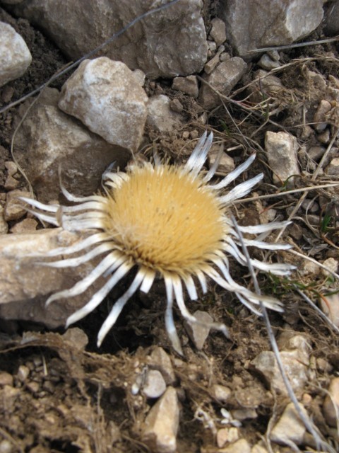 Carlina acaulis