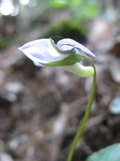 Viola canina