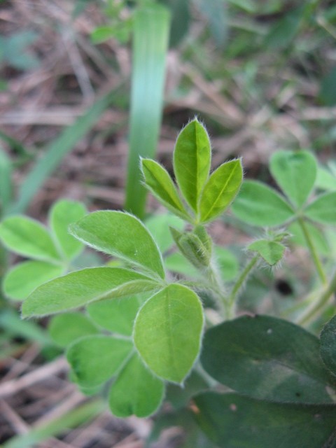 Cytisus hirsutus / Citiso peloso
