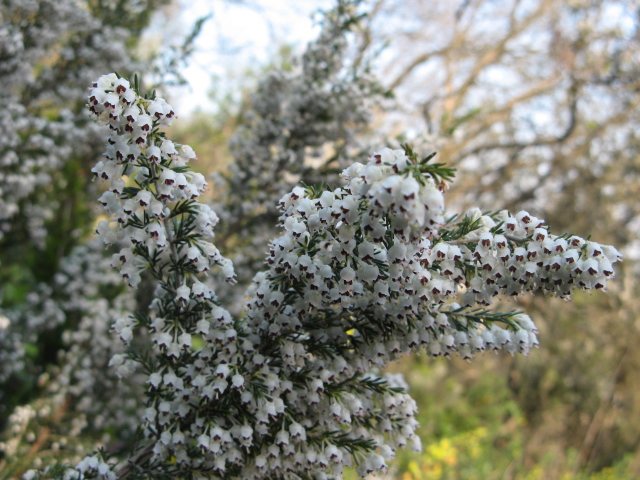 Erica arborea / Erica arborea