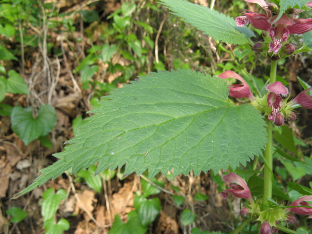 Lamium orvala / Falsa-Ortica maggiore
