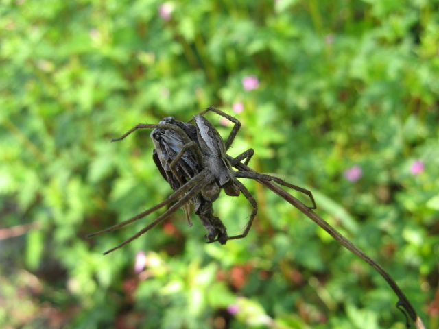 Pisaura sp.