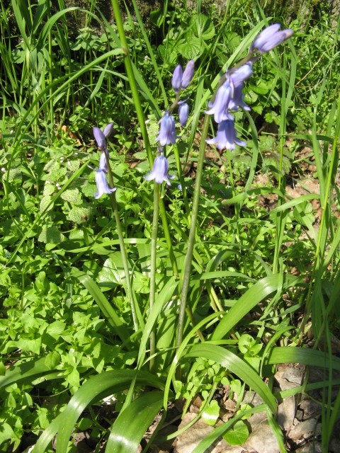 Hyacinthoides non-scripta