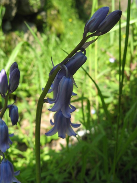 Hyacinthoides non-scripta