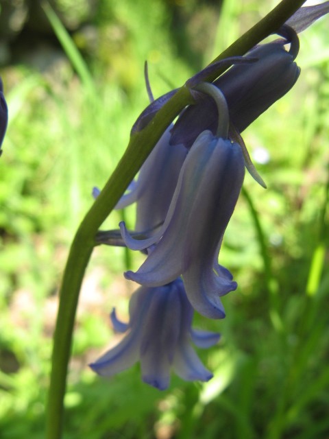 Hyacinthoides non-scripta