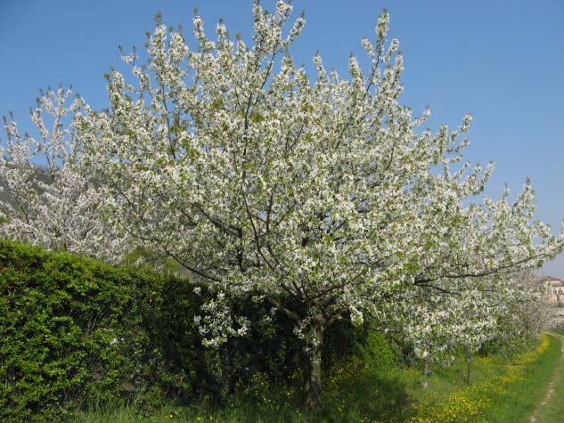 Ciliegio