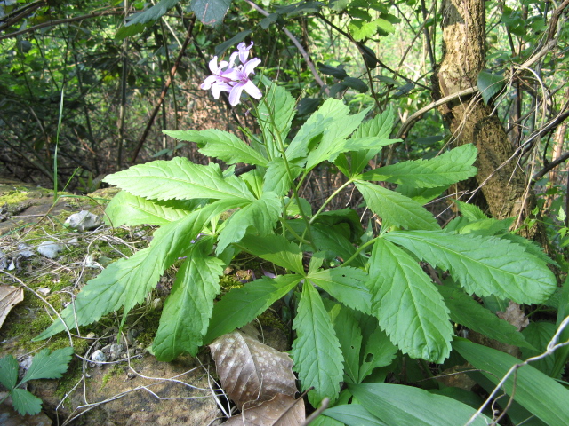 Cardamine pentaphyllos / Dentaria a cinque foglie, D. rosa
