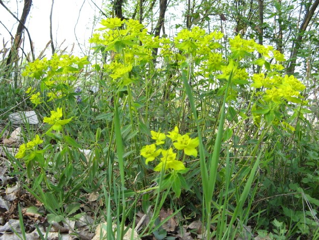Euphorbia verrucosa / Euforbia verrucosa