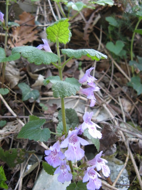 Glechoma hederacea
