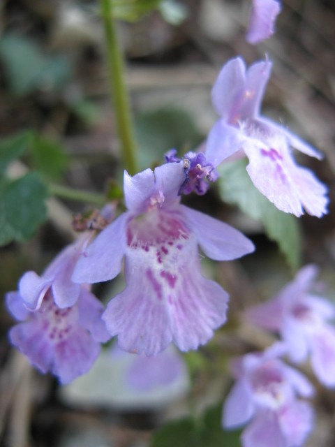 Glechoma hederacea
