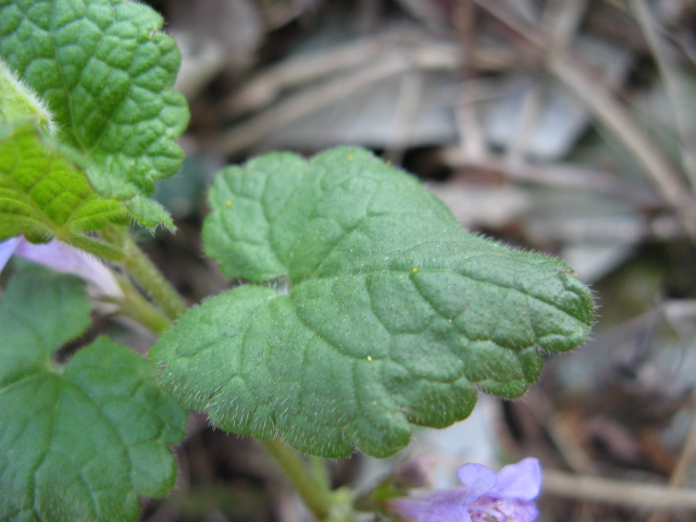 Glechoma hederacea