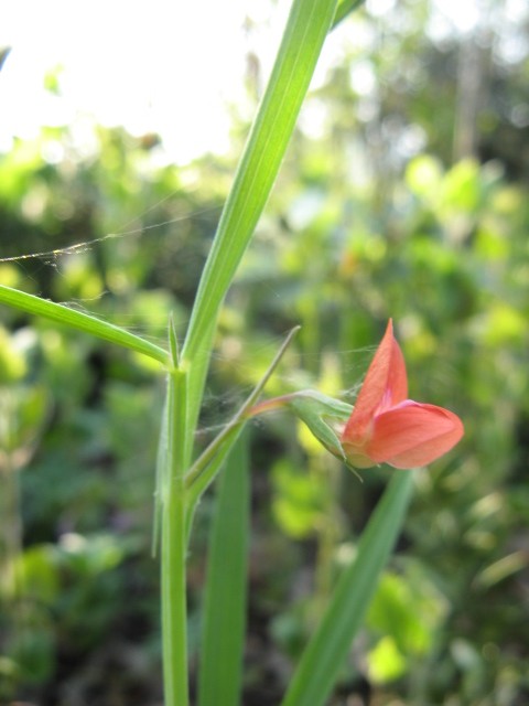 Lathyrus sphaericus / Cicerchia sferica