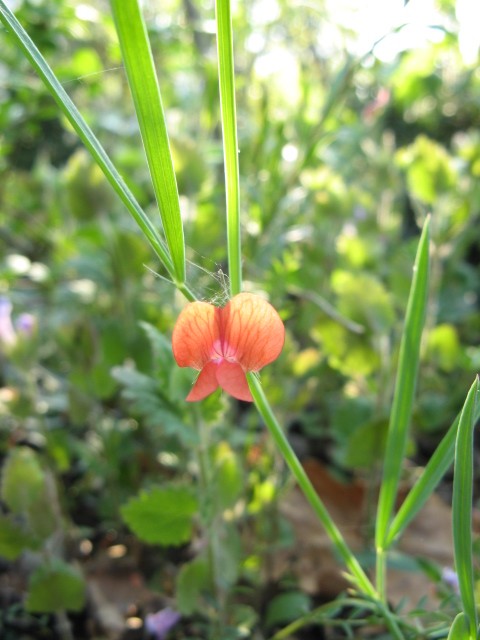 Lathyrus sphaericus / Cicerchia sferica