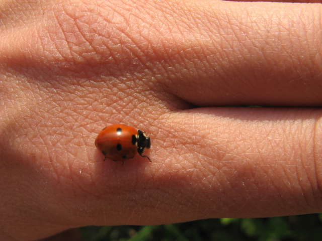 Coccinella septempunctata