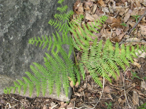 Pteridium aquilinum