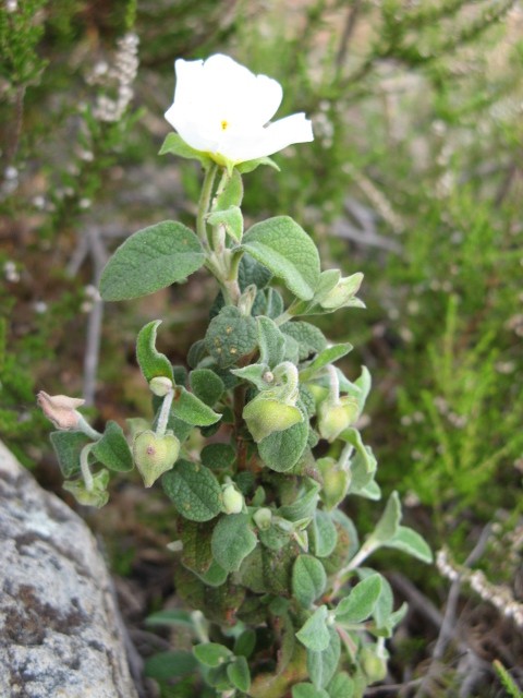 Cistus salvifolius / Cisto femmina