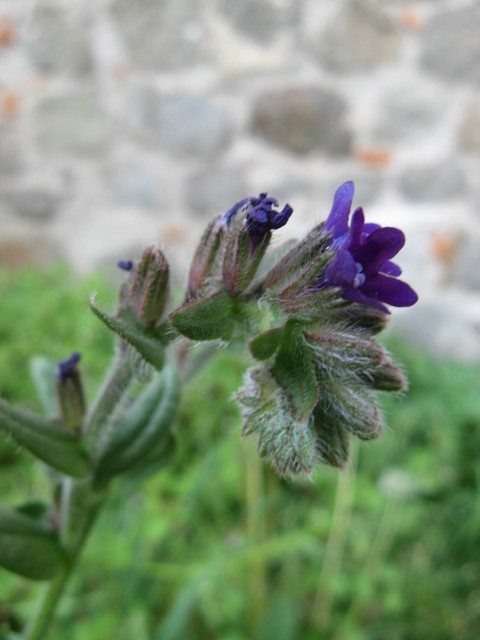 Anchusa officinalis / Buglossa comune