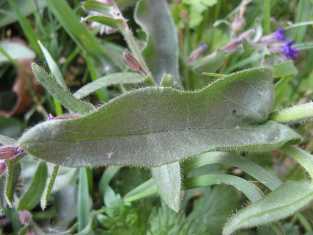 Anchusa officinalis / Buglossa comune