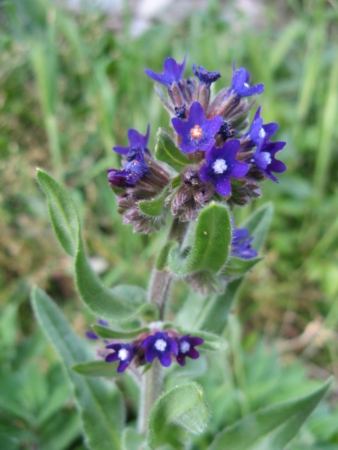 Anchusa officinalis / Buglossa comune