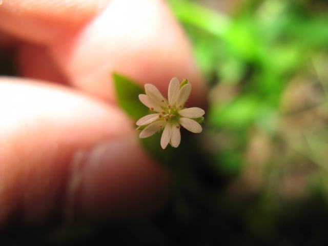 Stellaria media / Centocchio comune