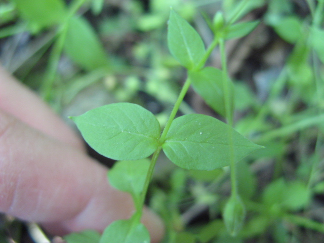 Stellaria media / Centocchio comune
