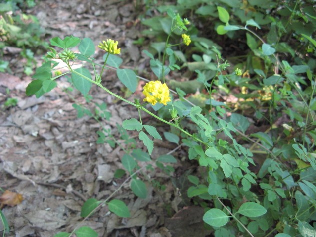 Medicago o Trifolium?