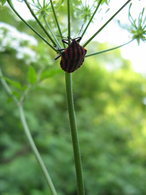 Cimice rossa e nera sui Colli Euganei