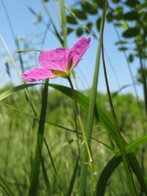 Geranium sanguineum / Geranio sanguigno