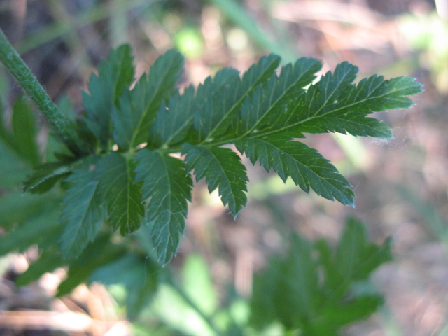 Tanacetum corymbosum / Erba-amara dei boschi