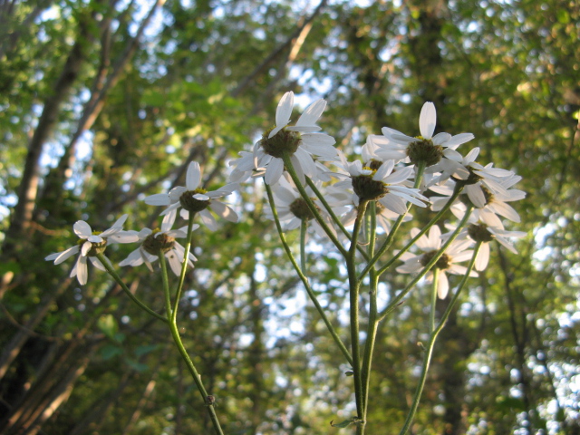 Tanacetum corymbosum / Erba-amara dei boschi