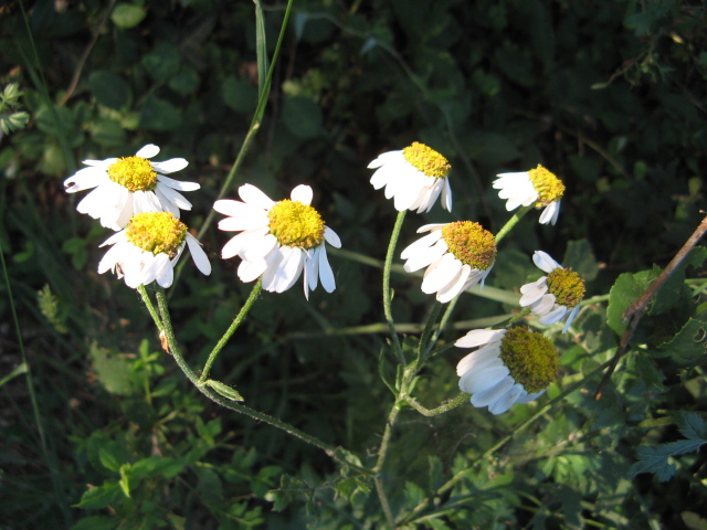Tanacetum corymbosum / Erba-amara dei boschi